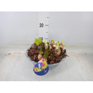 Arr.   Bol/Knolgewas L%