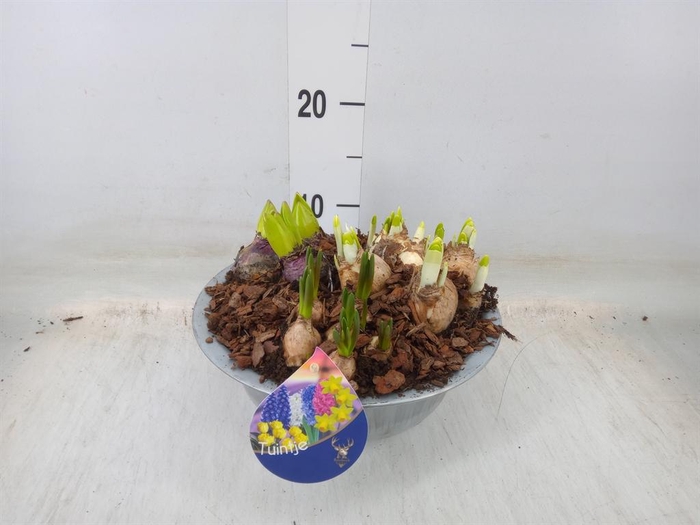 <h4>Arr. Bol/Knolgewas L%</h4>