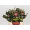 BQ Banksia Coccinea SFB