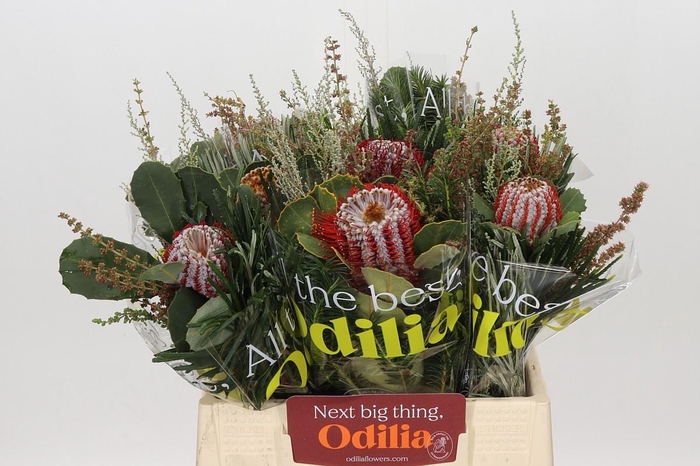<h4>BQ Banksia Coccinea SFB</h4>