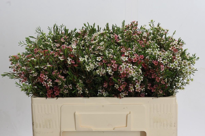 <h4>Chamelaucium My Sweet 16</h4>