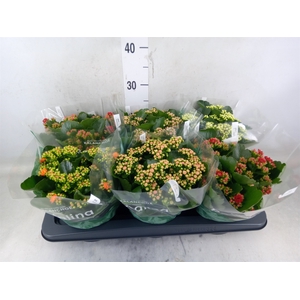 Kalanchoe blos. 'Rosalina'  ..mix 5