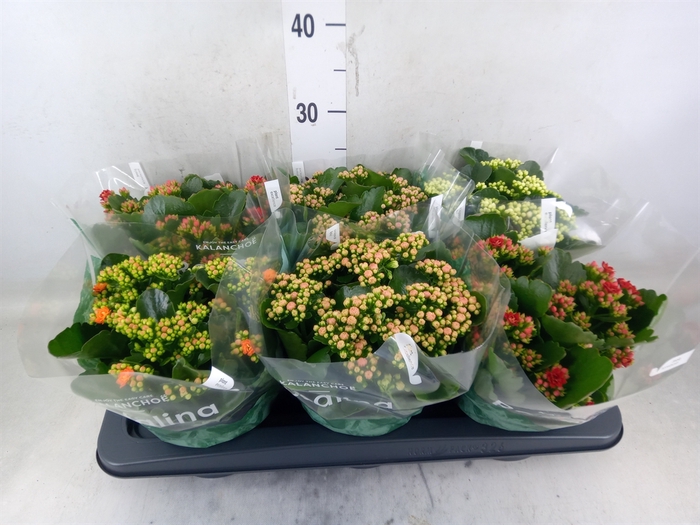 <h4>Kalanchoe blos. 'Rosalina'  ..mix 5</h4>