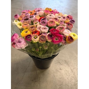 Ran Eleg Yellow Stripes