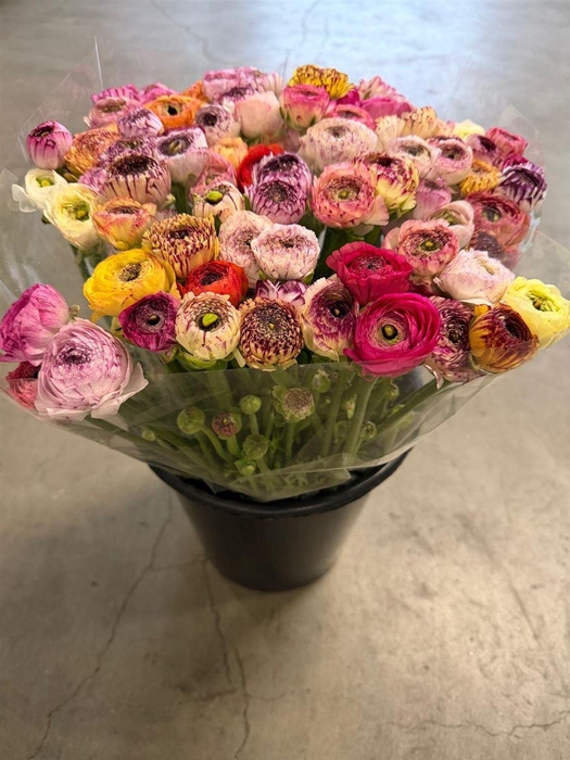 <h4>Ran Eleg Yellow Stripes</h4>