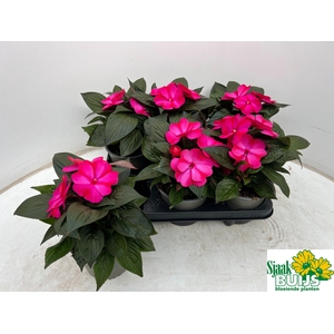 IMPAT CP CERISE FROS