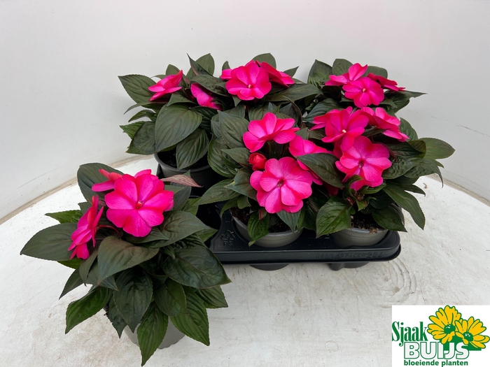 <h4>IMPAT CP CERISE FROS</h4>