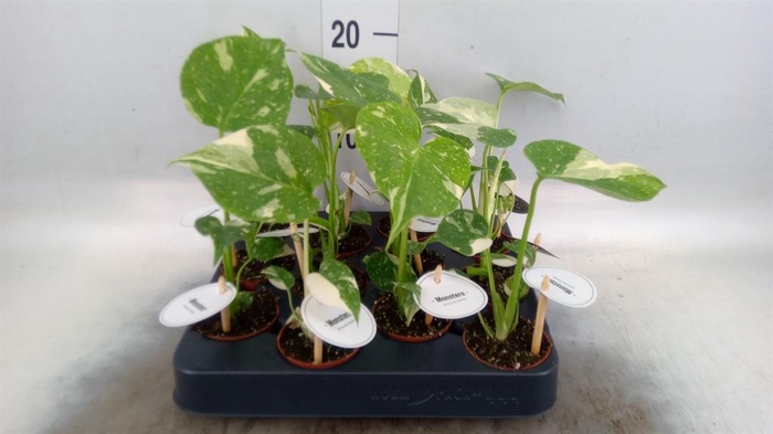 <h4>Monstera   ...</h4>