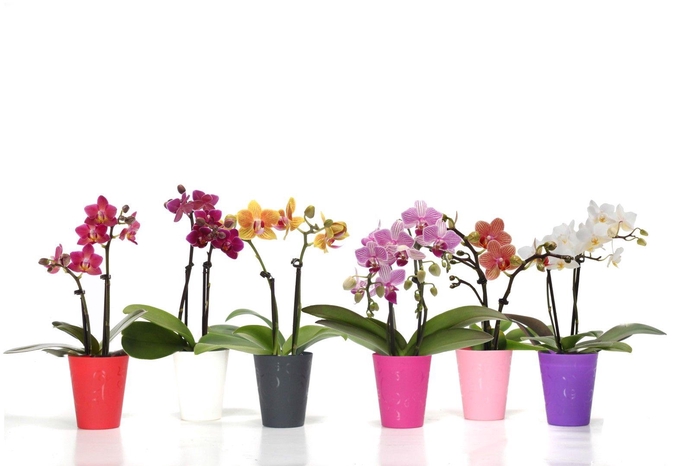 <h4>Jacky Mix Tiny Dolls Mix 2T10+</h4>