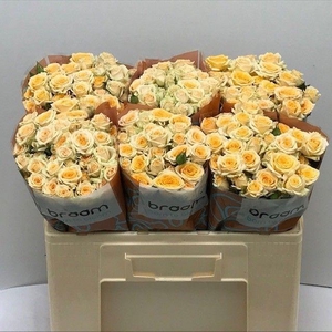 Rosa TR 'Trinity' BRAAM