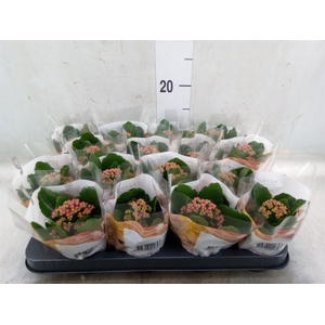 Kalanchoe blos. 'RosDon Victorio'