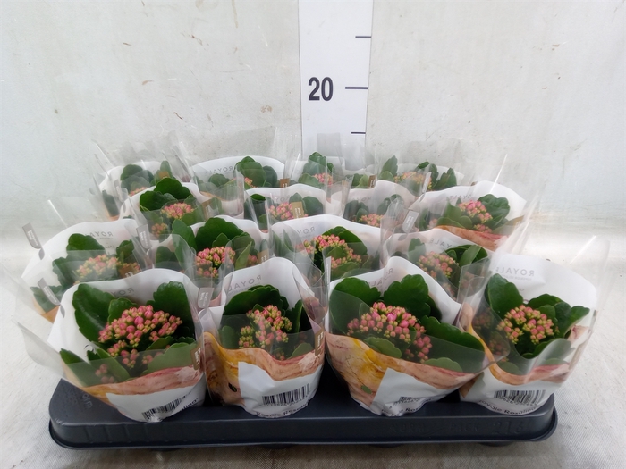 <h4>Kalanchoe blos. 'RosDon Victorio'</h4>