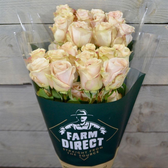 <h4>R Gr Quicksand</h4>