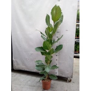 Ficus benghalensis 'Joy'
