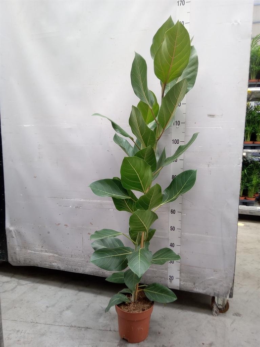 <h4>Ficus benghalensis 'Joy'</h4>