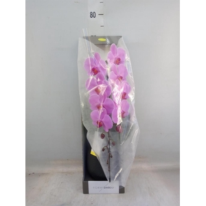 Phalaenopsis   ...rose