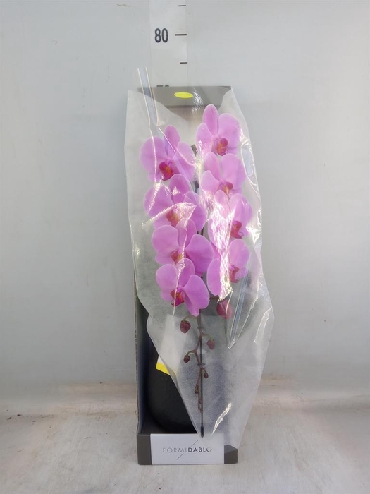 <h4>Phalaenopsis   ...rose</h4>