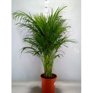 Dypsis lutescens   ...Chrysalidoca