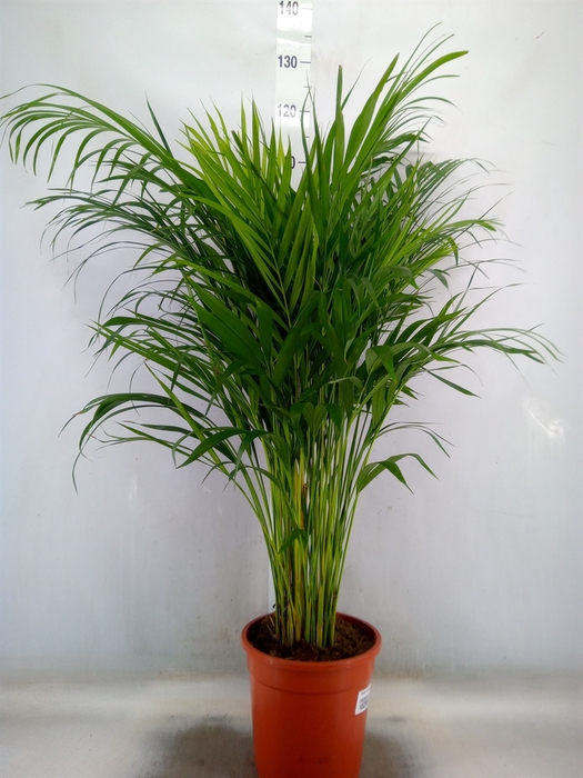 <h4>Dypsis lutescens   ...Chrysalidoca</h4>