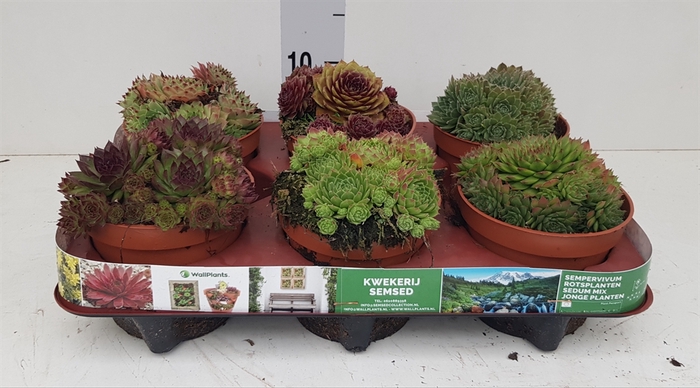 <h4>Sempervivum   ...</h4>