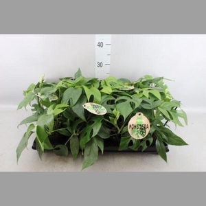Monstera   ...