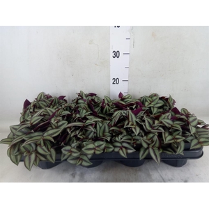 Tradescantia zebr. 'Purpusii'