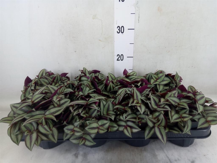 <h4>Tradescantia zebr. 'Purpusii'</h4>