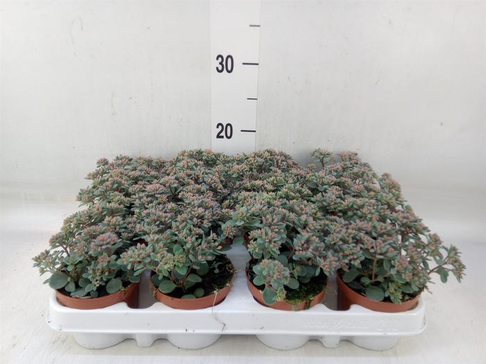 <h4>Sedum cauticola 'Lidakense'</h4>