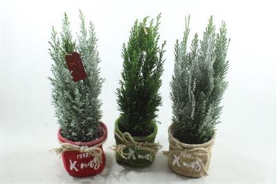 <h4>25215 X-MAS MIX PICEA</h4>