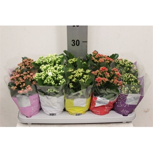 Kalan Gevuld Gemengd 12cm
