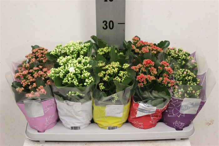 <h4>Kalan Gevuld Gemengd 12cm</h4>