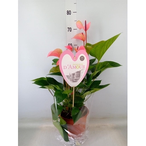 Anthurium  'Summer Love Imp'