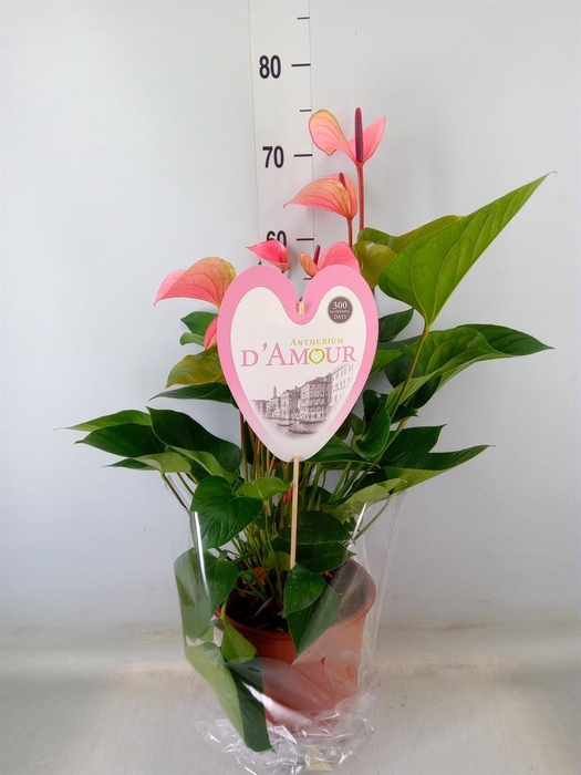 <h4>Anthurium  'Summer Love Imp'</h4>