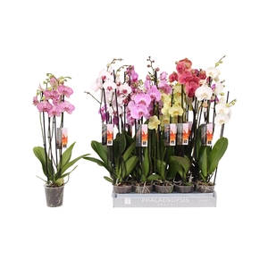 Phalaenopsis 5 color mix, 4-spike 25+