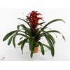 Guzmania Salinas