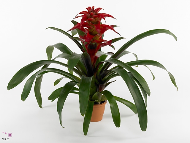 Guzmania Salinas