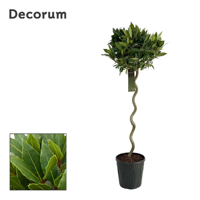 <h4>Laurus nobilis</h4>