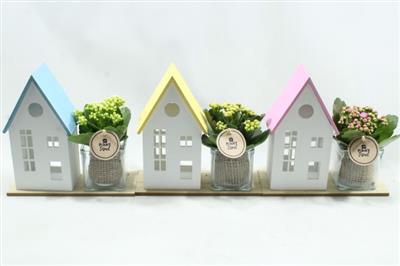 <h4>3591 Plank + Huis</h4>