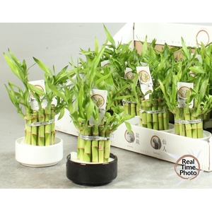 DRA LUCKY BAMBOO