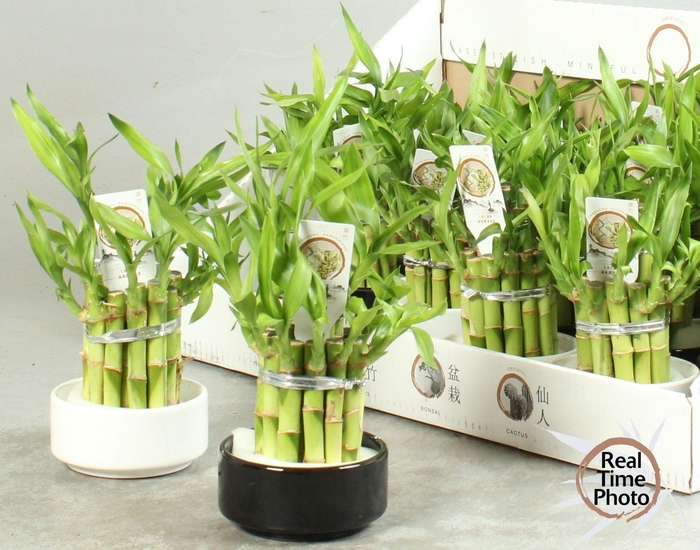 <h4>DRA LUCKY BAMBOO</h4>