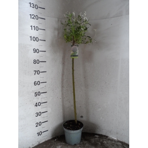 SALIX IN HAKURO NISH