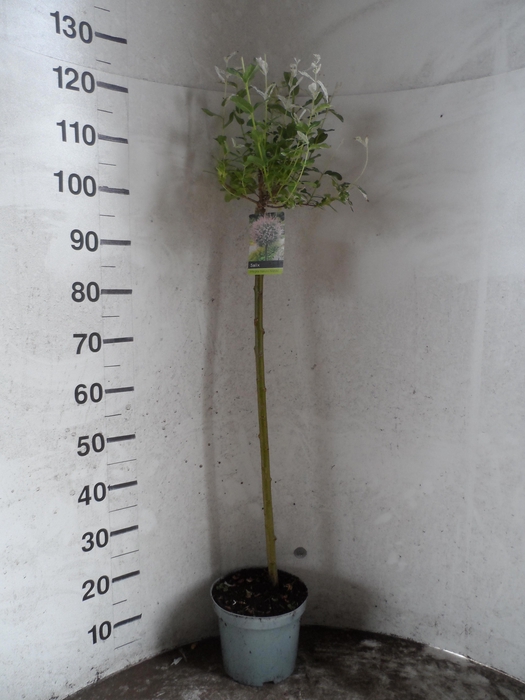 <h4>SALIX IN HAKURO NISH</h4>