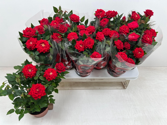 <h4>RO FAV RO RED</h4>