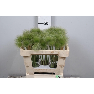 Pulsatilla Vulg Zaadpluiz