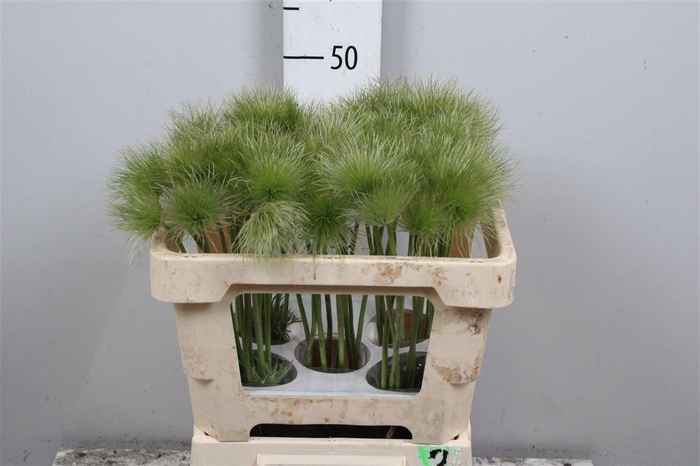 <h4>Pulsatilla Vulg Zaadpluiz</h4>