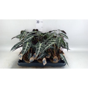 Alocasia   ...