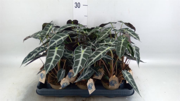 <h4>Alocasia ...</h4>