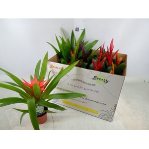 Bromelia   ...mix