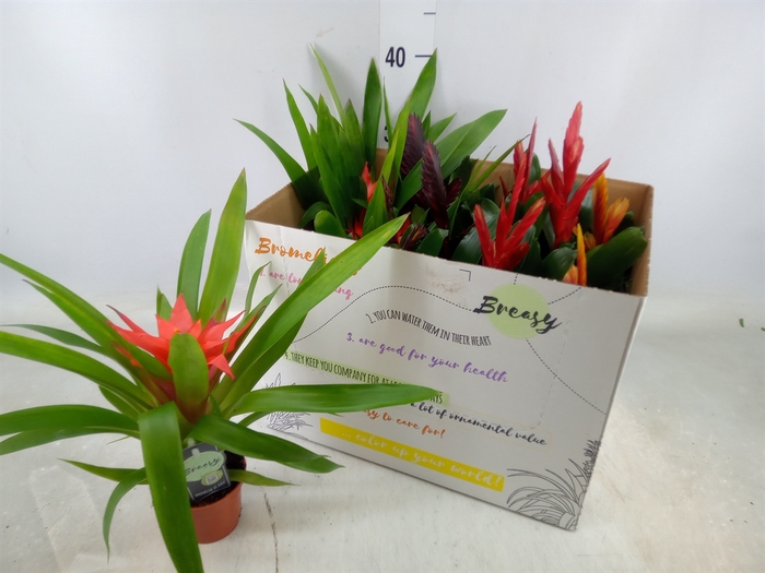 <h4>Bromelia   ...mix</h4>