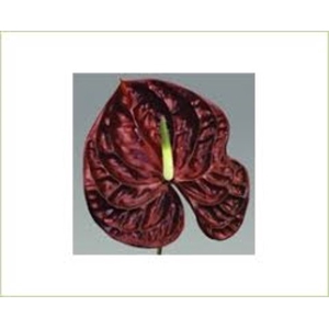 Anthurium Tropic Night